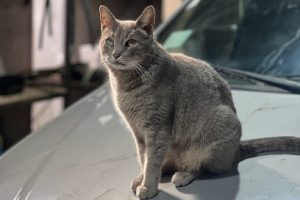 Sercomas en Lo Espejo